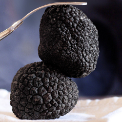 Les Truffes Noires du Périgord Entières Brossées 1er Choix